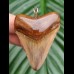 4.9 cm tooth of megalodon as pendant