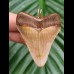 4.9 cm tooth of megalodon as pendant
