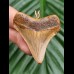 4.6 cm tooth of megalodon as pendant