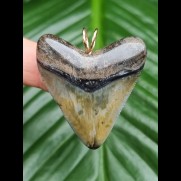 4.1 cm colorful tooth of megalodon as pendant