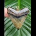 4,1 cm  farbreicher Zahn des Megalodon als Anhänger