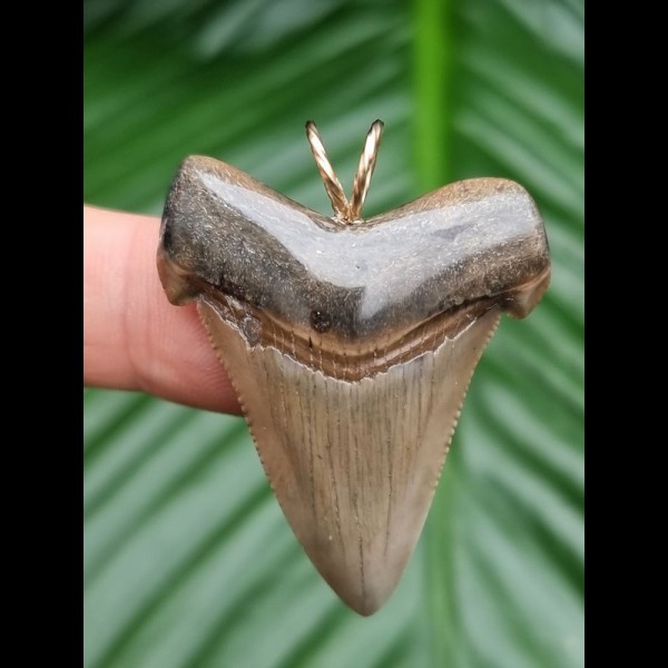 4,1 cm gray tooth of Carcharocles Angustidens as pendant