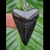 4,3 cm schwarzer Zahn des Megalodon als Anhänger