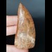 7.4 cm large wide tooth of Carcharodontosaurus saharicus