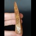 7.4 cm large wide tooth of Carcharodontosaurus saharicus