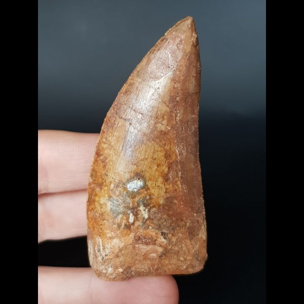 7.4 cm large wide tooth of Carcharodontosaurus saharicus