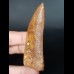 7.4 cm large wide tooth of Carcharodontosaurus saharicus