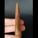 7.4 cm large wide tooth of Carcharodontosaurus saharicus