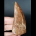 7.4 cm large wide tooth of Carcharodontosaurus saharicus