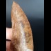 7.4 cm large wide tooth of Carcharodontosaurus saharicus