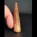 6.2 cm large brown tooth of Carcharodontosaurus saharicus
