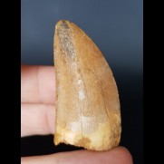 5.2 cm light tooth of Carcharodontosaurus saharicus