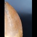 5.2 cm light tooth of Carcharodontosaurus saharicus