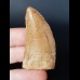 5.4 cm light tooth of Carcharodontosaurus saharicus