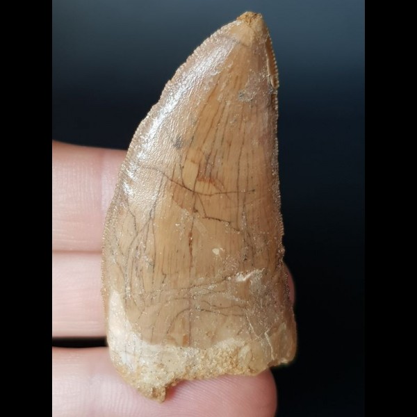 5.4 cm light tooth of Carcharodontosaurus saharicus