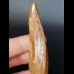 5.7 cm curved tooth of Carcharodontosaurus saharicus