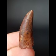 3.4 cm tooth of a predatory dinosaur