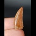 2,7 cm tooth of a predatory dinosaur