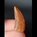 2,7 cm tooth of a predatory dinosaur