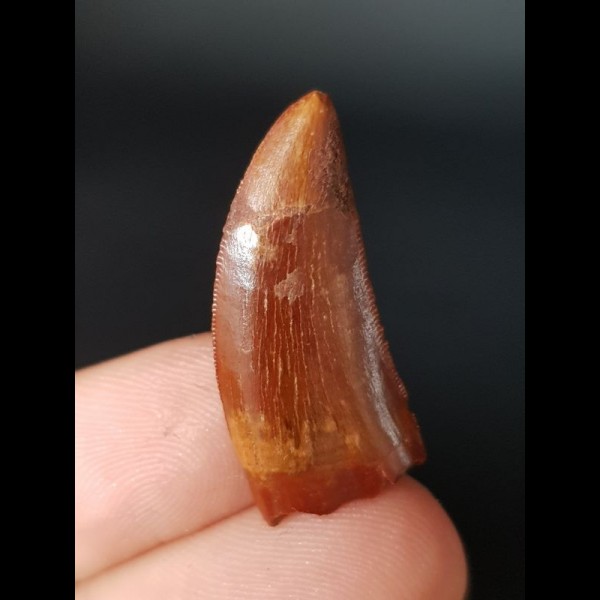 2,9 cm tooth of a predatory dinosaur