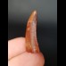 2,9 cm tooth of a predatory dinosaur
