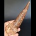 15,1 cm beeindruckender Zahn des Spinosaurus aegyptiacus