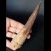 14,3 cm tooth of Spinosaurus aegyptiacus
