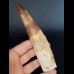 14,8 cm tooth of Spinosaurus aegyptiacus