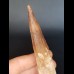 10, 0 cm tooth of Spinosaurus aegyptiacus