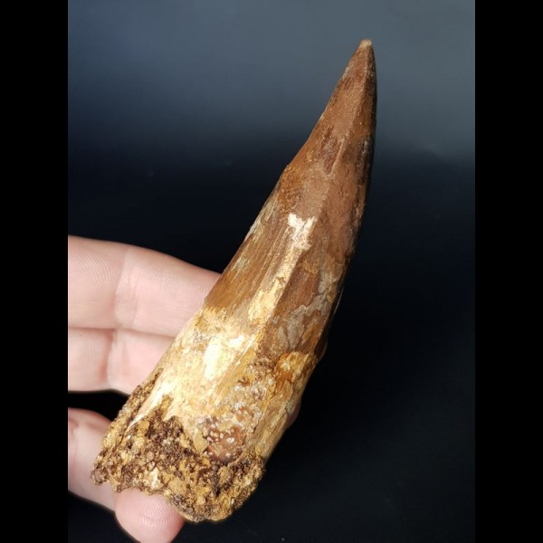 10,0 cm massive tooth of Spinosaurus aegyptiacus