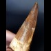 10,0 cm massive tooth of Spinosaurus aegyptiacus