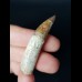 5,0 cm Zahn des Spinosaurus aegyptiacus