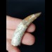5,0 cm tooth of Spinosaurus aegyptiacus