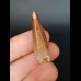 3,5 cm Zahn des Spinosaurus aegyptiacus