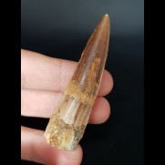 6,0 cm brown tooth of Spinosaurus aegyptiacus