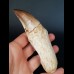 13.1 cm impressive tooth of the Mosasaurus