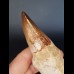 13.1 cm impressive tooth of the Mosasaurus