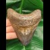 10,2 cm colorful polished shark tooth of Megalodon from USA
