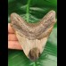 10,2 cm colorful polished shark tooth of Megalodon from USA