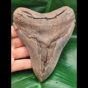 13.7 cm giant shark tooth of megalodon