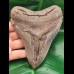 13,7 cm riesiger Hai - Zahn des Megalodon
