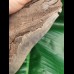 13,7 cm riesiger Hai - Zahn des Megalodon