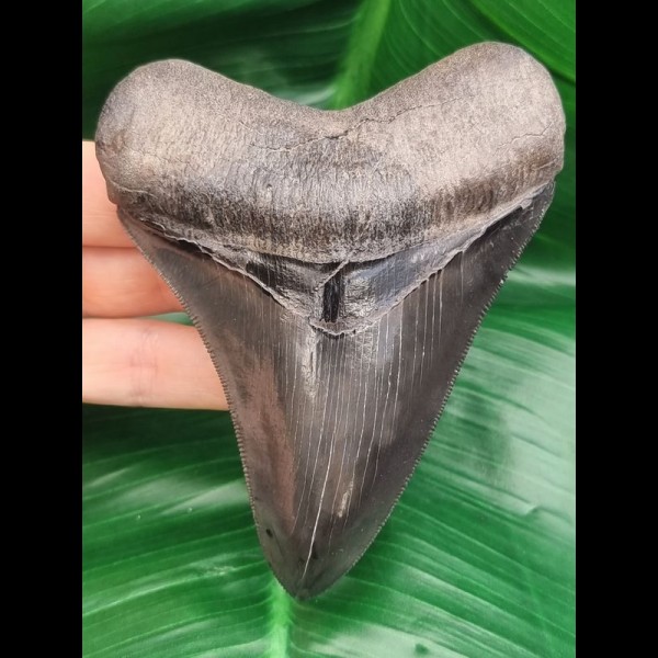 11,0 cm scharfer, dunkler Zahn des Megalodon