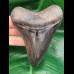 11,0 cm scharfer, dunkler Zahn des Megalodon