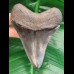 11.0 cm sharp dark tooth of Megalodon