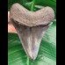 11,0 cm scharfer, dunkler Zahn des Megalodon