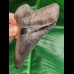 11.0 cm sharp dark tooth of Megalodon