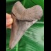 11.0 cm sharp dark tooth of Megalodon