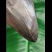 11.0 cm sharp dark tooth of Megalodon