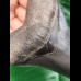 11.0 cm sharp dark tooth of Megalodon